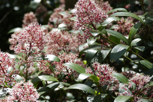 Skimmia japonica rubinetta    